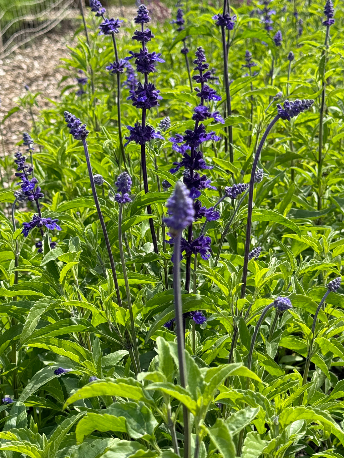 Purple flower spikes of Salvia Farinacea Victoria blooming in a garden, surrounded by lush green foliage. Ideal for borders or containers.