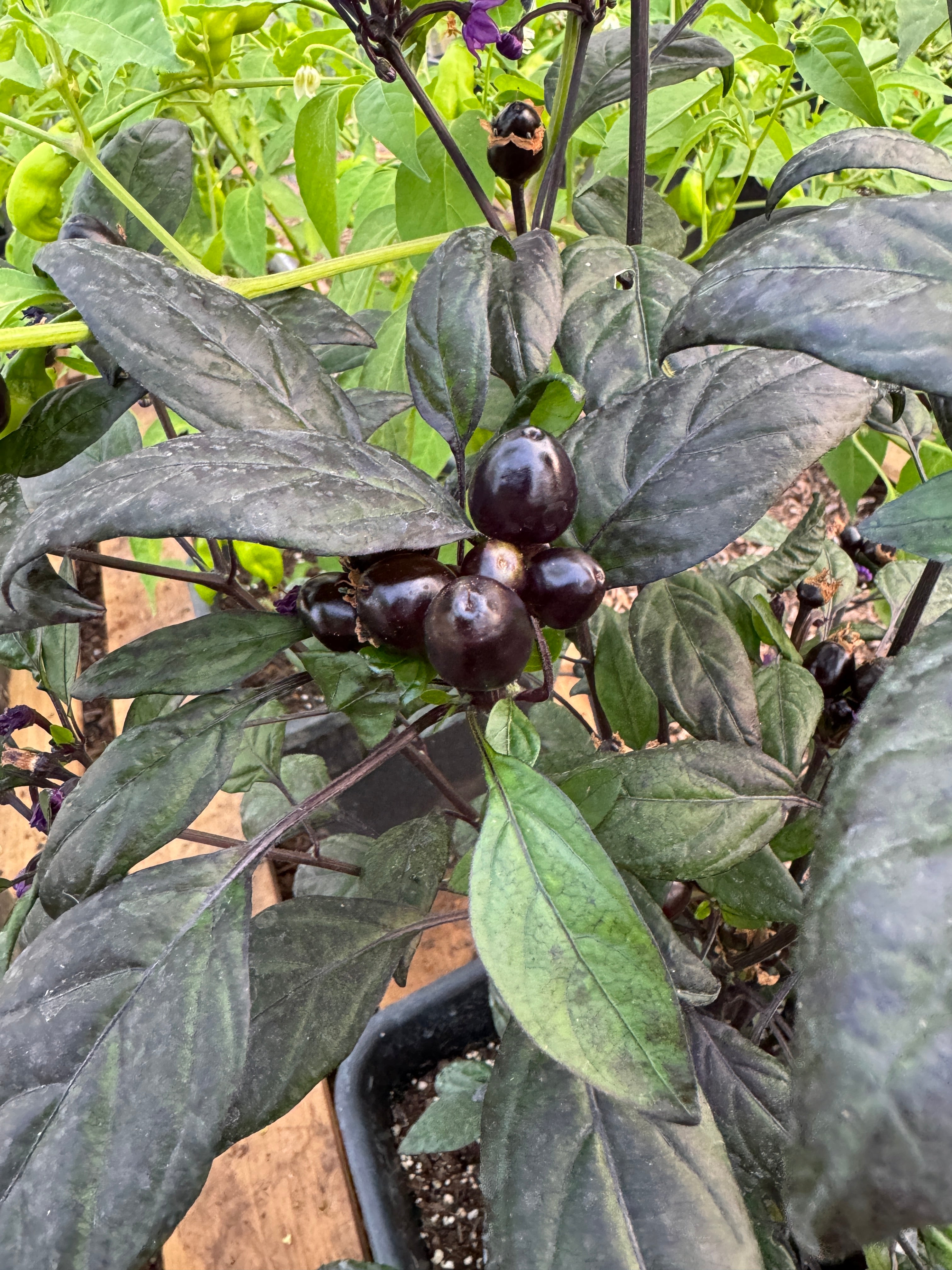 Black Pearl Chilli plant with dark foliage and small black peppers in a garden setting.