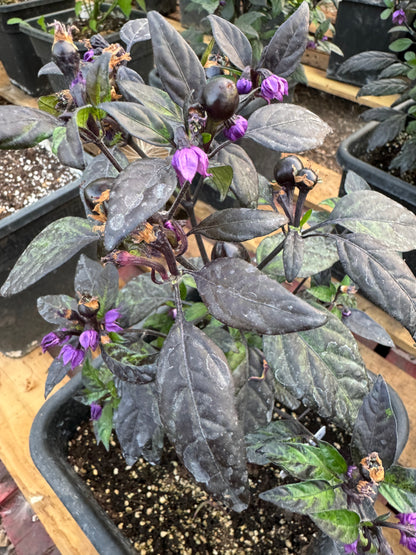 Black Pearl Chilli plant with dark foliage and purple flowers in a pot, known for spicy peppers and ornamental appeal.