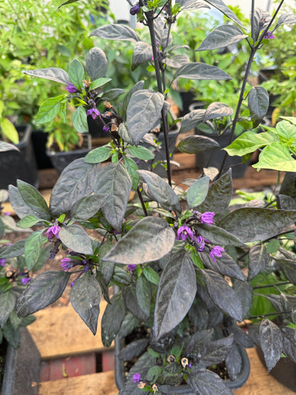 Black Pearl Chili plant with dark purple foliage and small purple flowers, Capsicum Annuum growing in a garden setting.