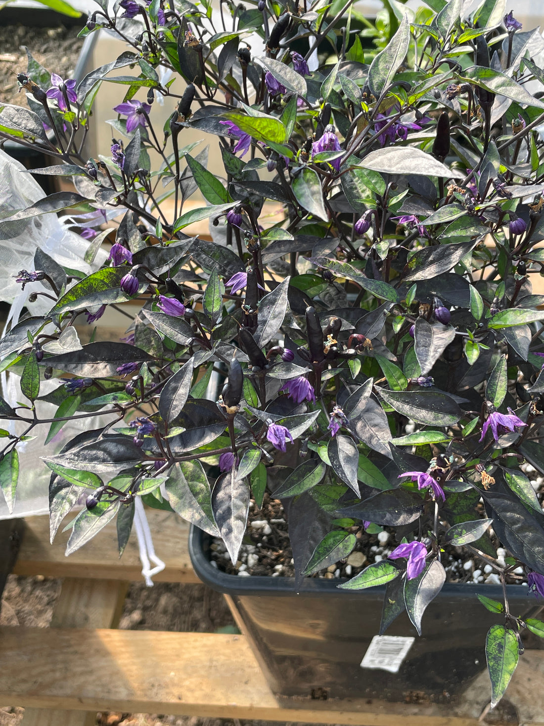 Vibrant Zimbabwe Black Chilli plant with purple flowers in a black pot, showcasing its lush foliage and growth environment.