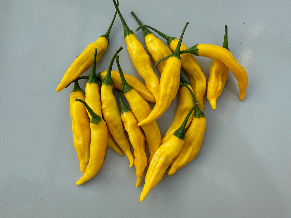 Aji Lemon Drop Chilli peppers with vibrant yellow pods showcasing their citrus flavour, perfect for seafood and Thai dishes.