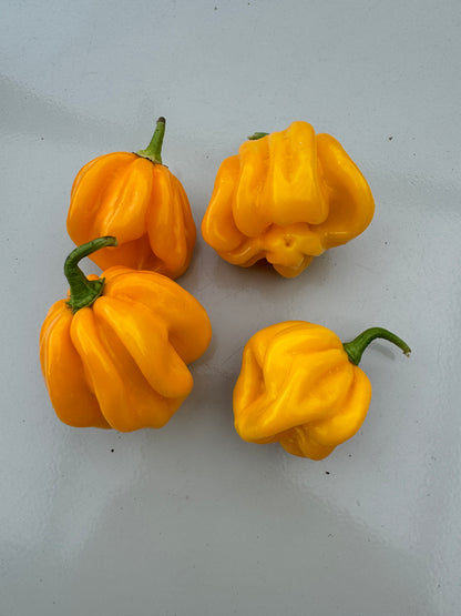 WISR Yellow Chilli peppers on display; vibrant yellow Capsicum chinense, known for high heat and Central-South America origins.