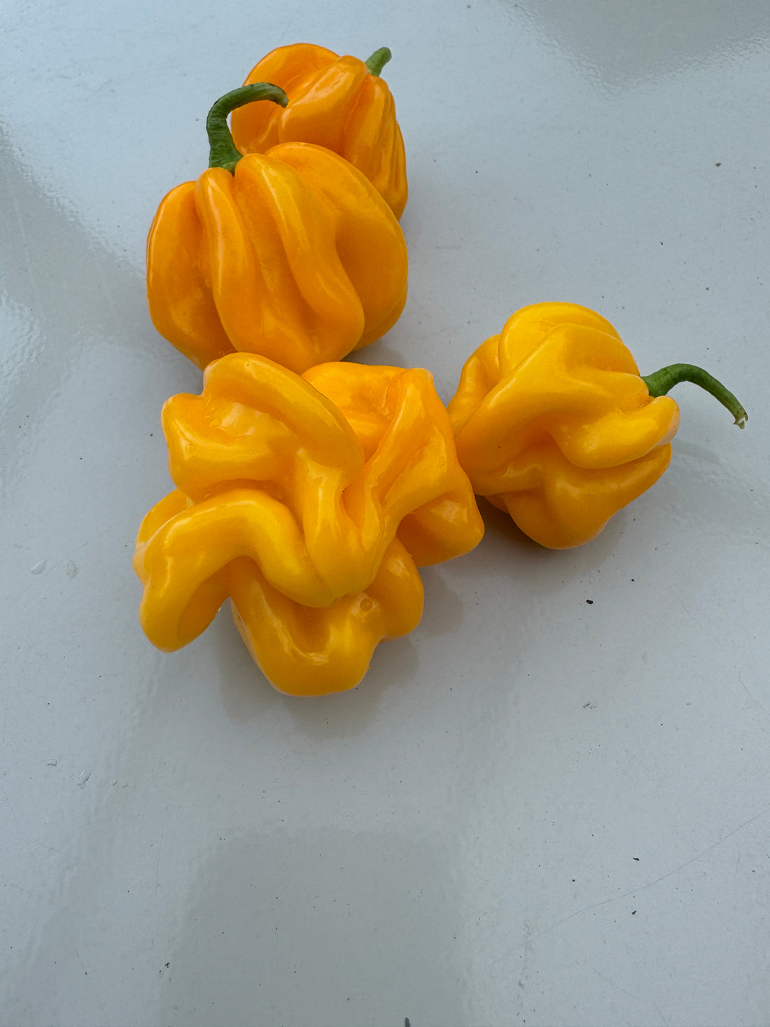 Bright yellow WISR Yellow Chilli peppers on a smooth, light surface, displaying unique, wrinkled shapes.