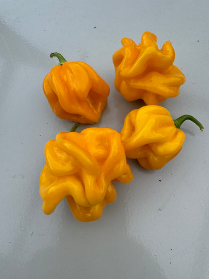 Four bright yellow WISR chilli peppers on a light surface, showcasing their unique ruffled shape.