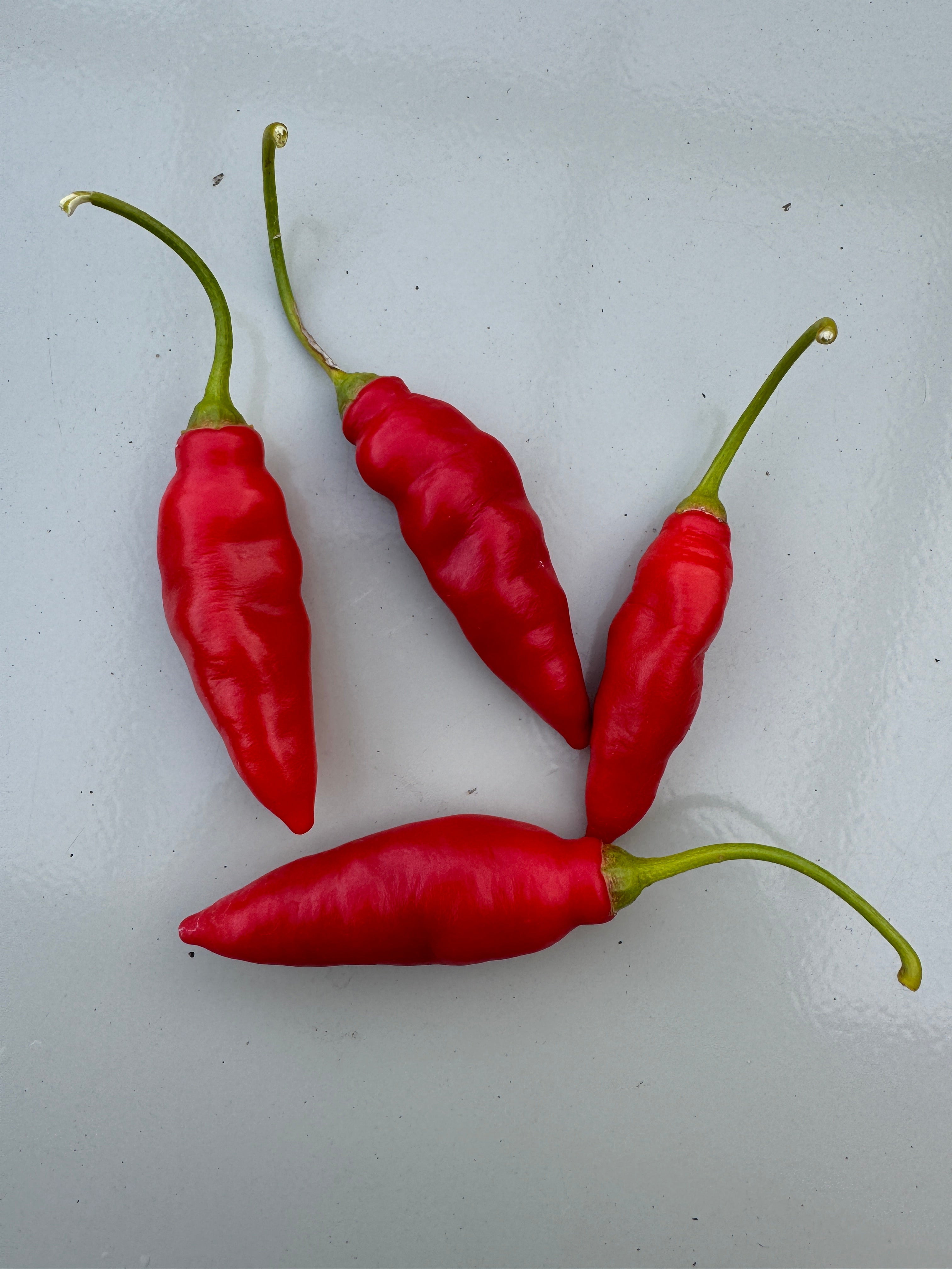 Aji Largo Rocoto Red Chilli pods displayed on a light surface, showcasing their vibrant red colour and unique shape.