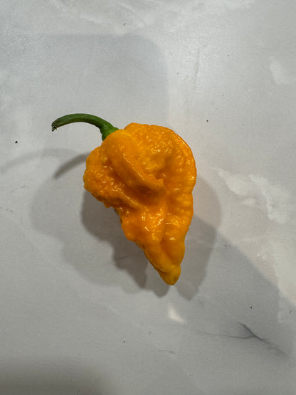 Yellow Fever chilli pepper with vibrant colour and unique texture, known for its intense heat and origin in Central Africa.