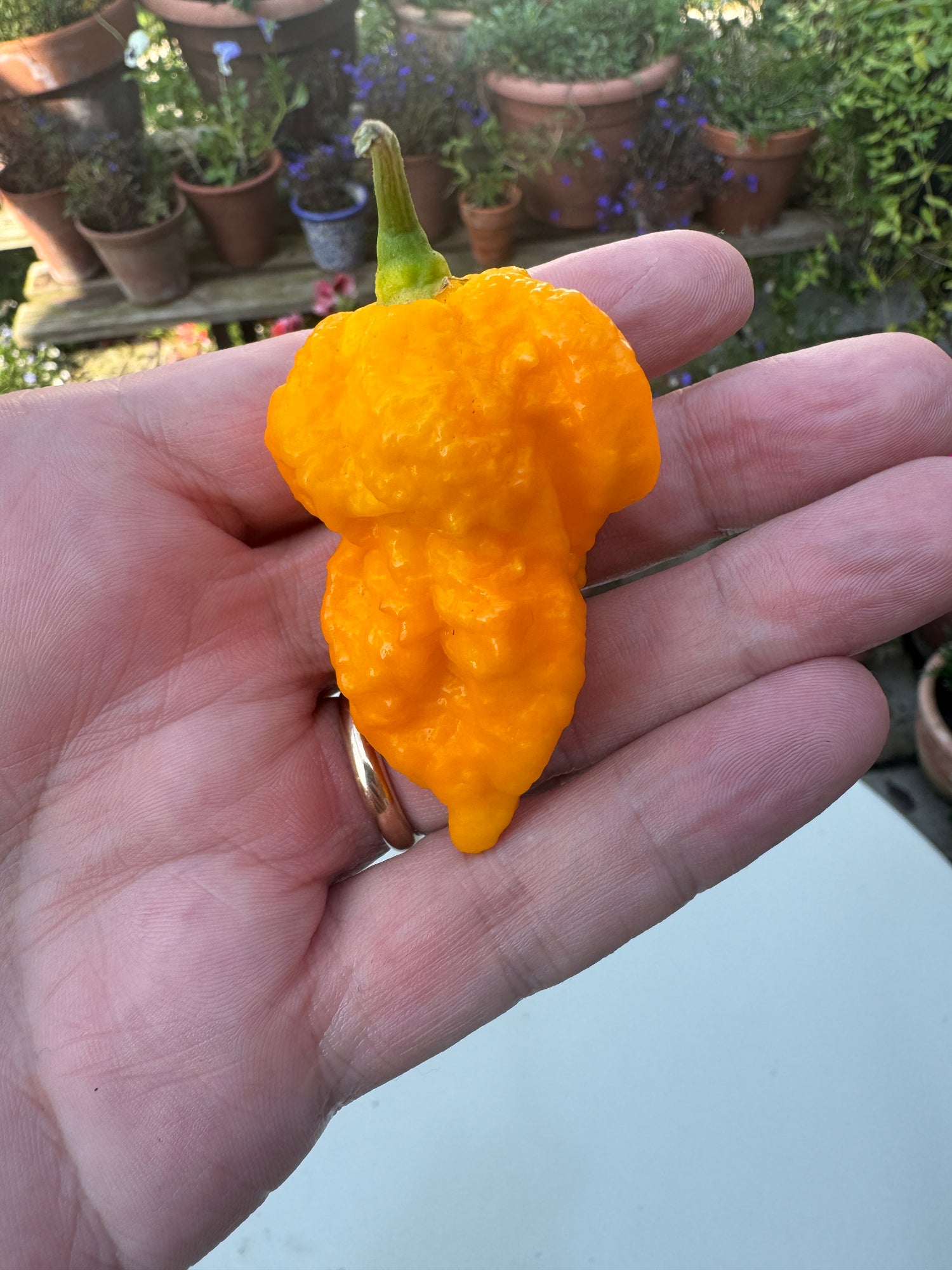 Hand holding a bright yellow Fever chilli pepper from Central Africa, measuring about 2.5cm wide and 5-7.5cm long.