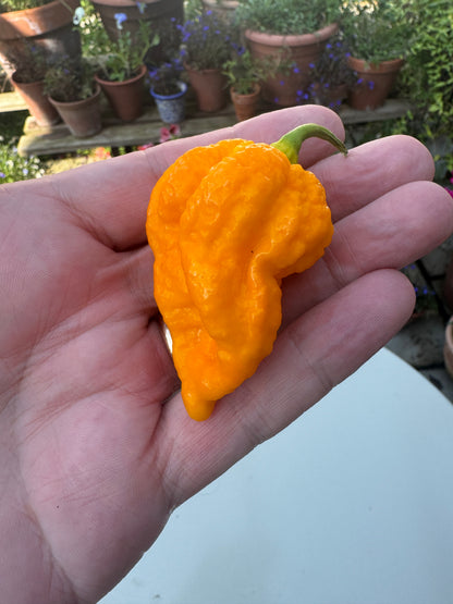 Hand holding a bright yellow Fever chilli pepper, showcasing its unique wrinkled texture, with plant pots in the background.