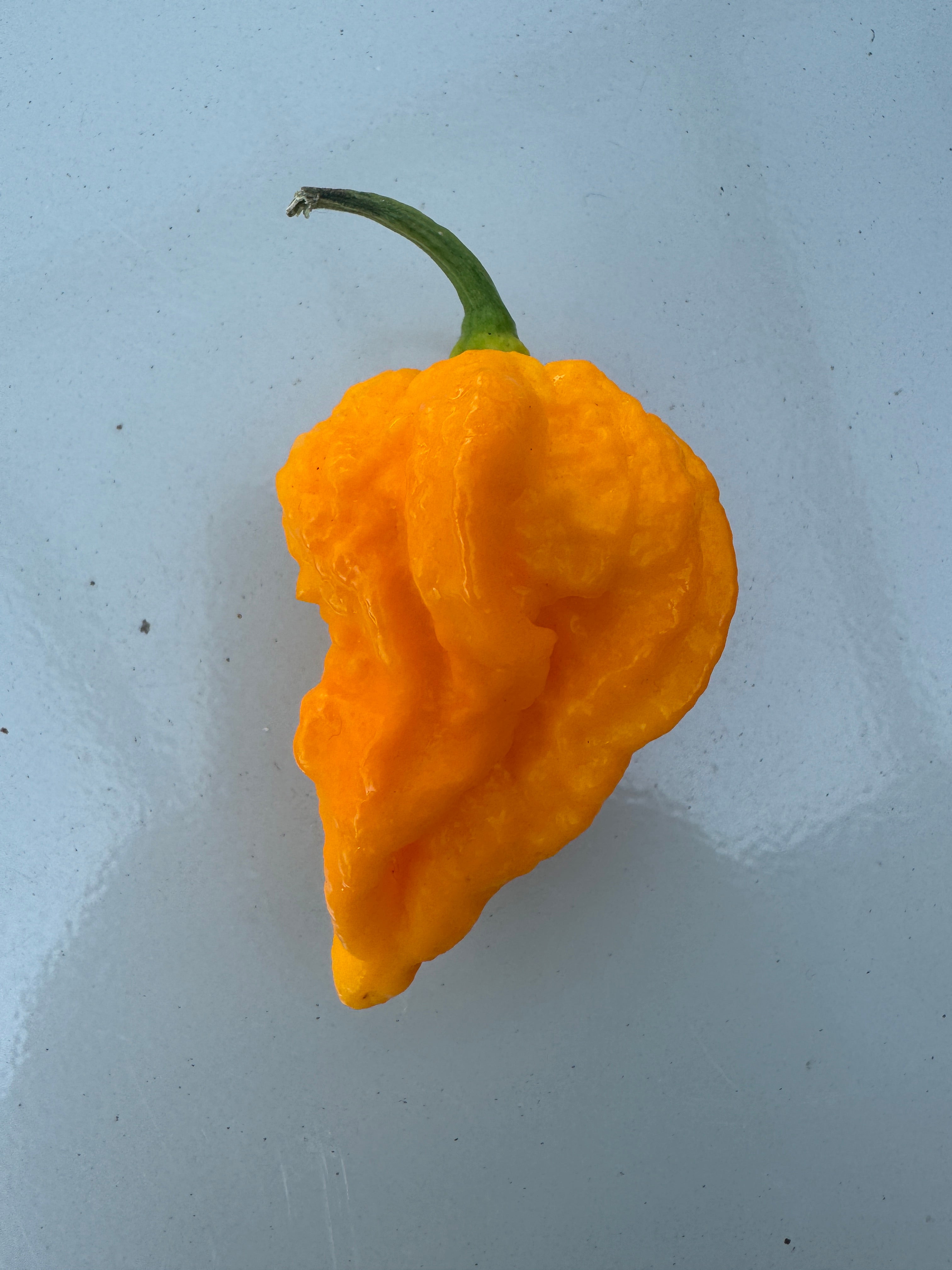 Bright yellow Fever Chilli pepper with a green stem on a light background, known for its high Scoville rating and Central African origin.