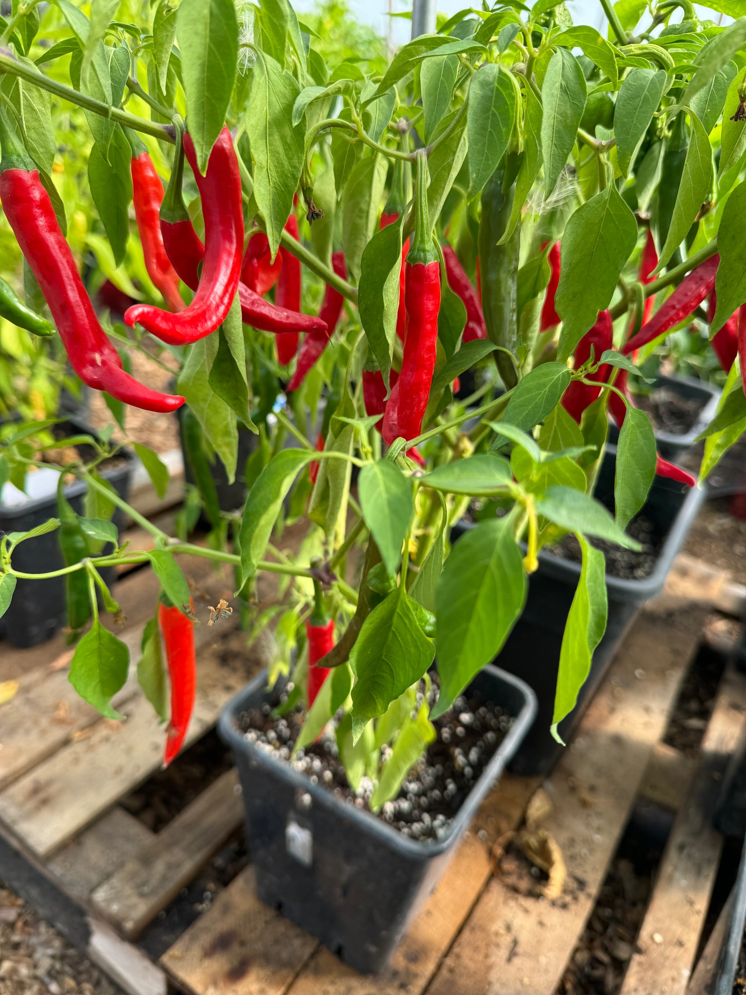 Vibrant red Bangalore Torpedo chillies growing on plants in pots, showcasing their prolific pod production.