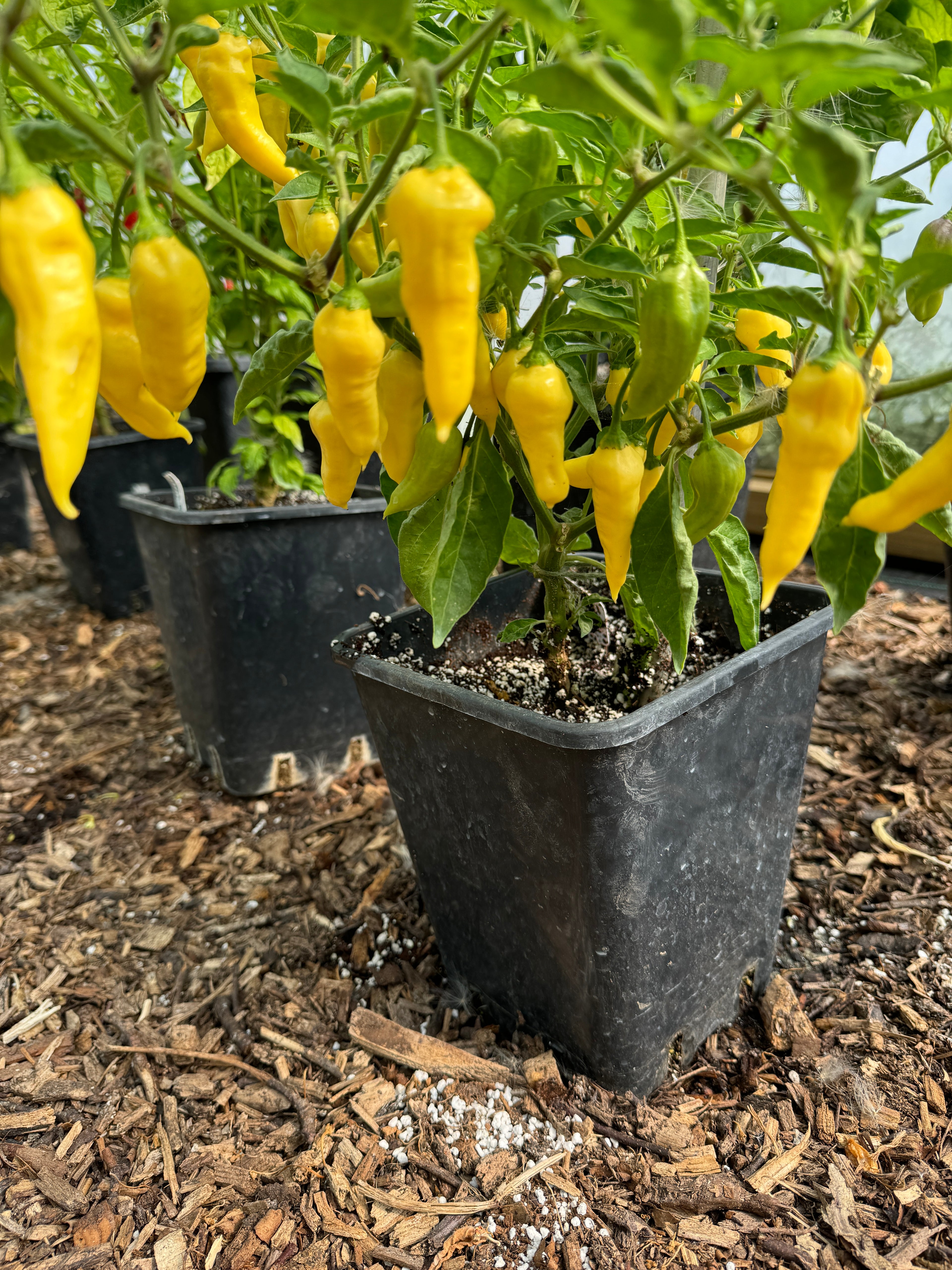 Yellow Bhut Jolokia White Heat chili plants in pots, displaying ripe peppers amidst green leaves.