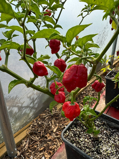 Red Armageddon Chilli peppers growing on a plant inside a greenhouse, featuring lush green leaves and ripe pods.