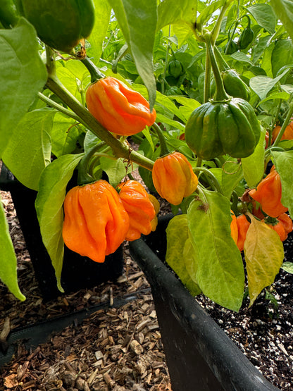 Vibrant Scotch Bonnet MOA chillies growing in a garden, showcasing their fiery orange colour and lush green leaves.