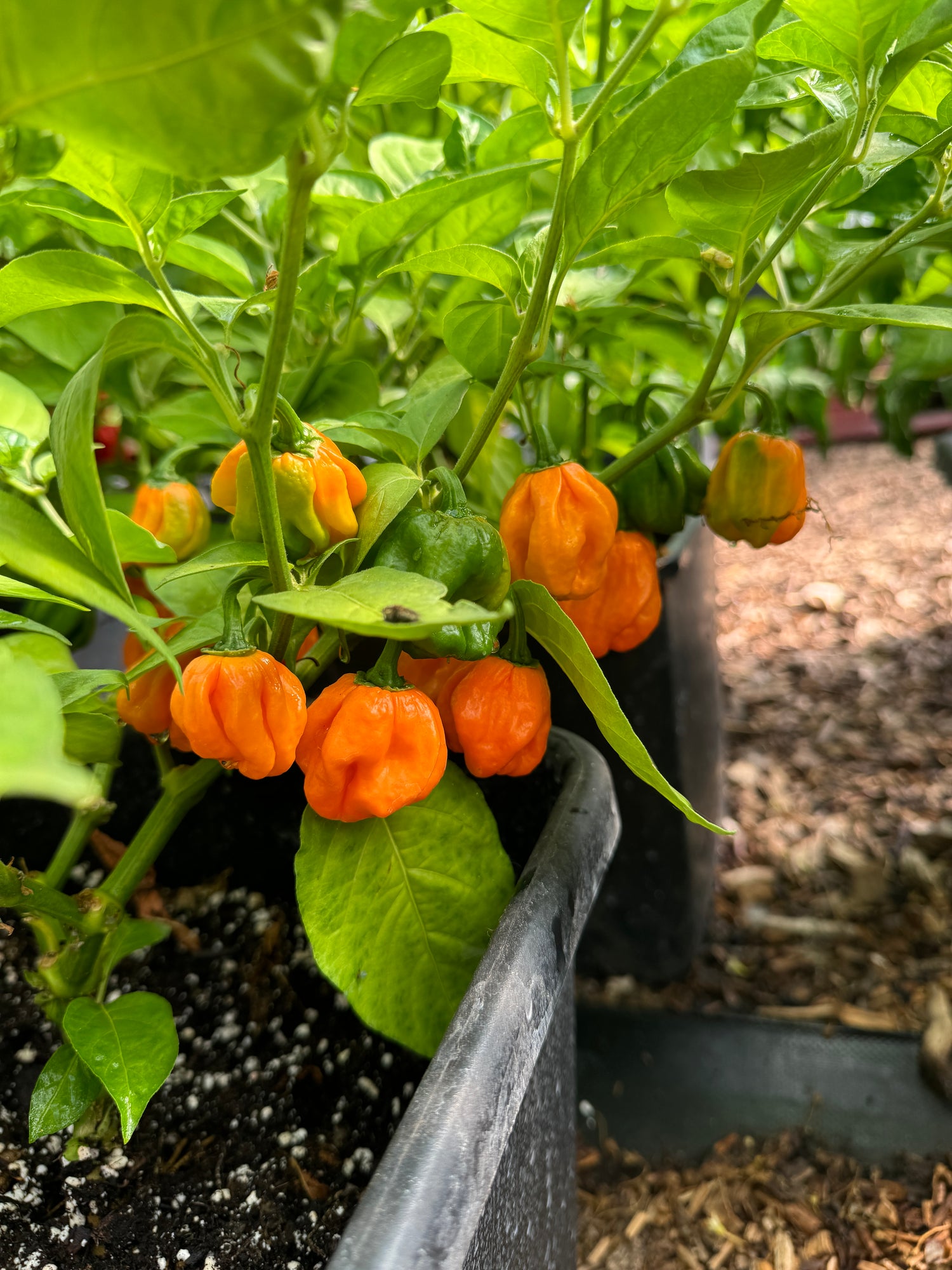 Vibrant Scotch Bonnet MOA chilli peppers growing in a garden, showcasing their intense orange colour and rich foliage.