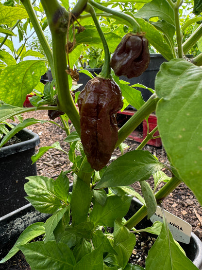 Naga Black Chilli plant with ripe pods growing in pots, showcasing Capsicum chinense