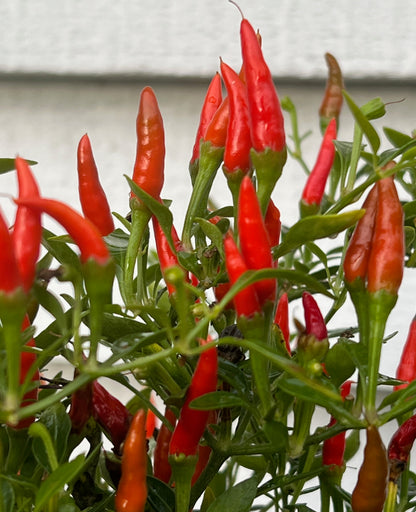 Thai Dragon Chilli plant with vibrant red pods, Capsicum Annuum species, showing compact and bushy growth with long, thin fruits.