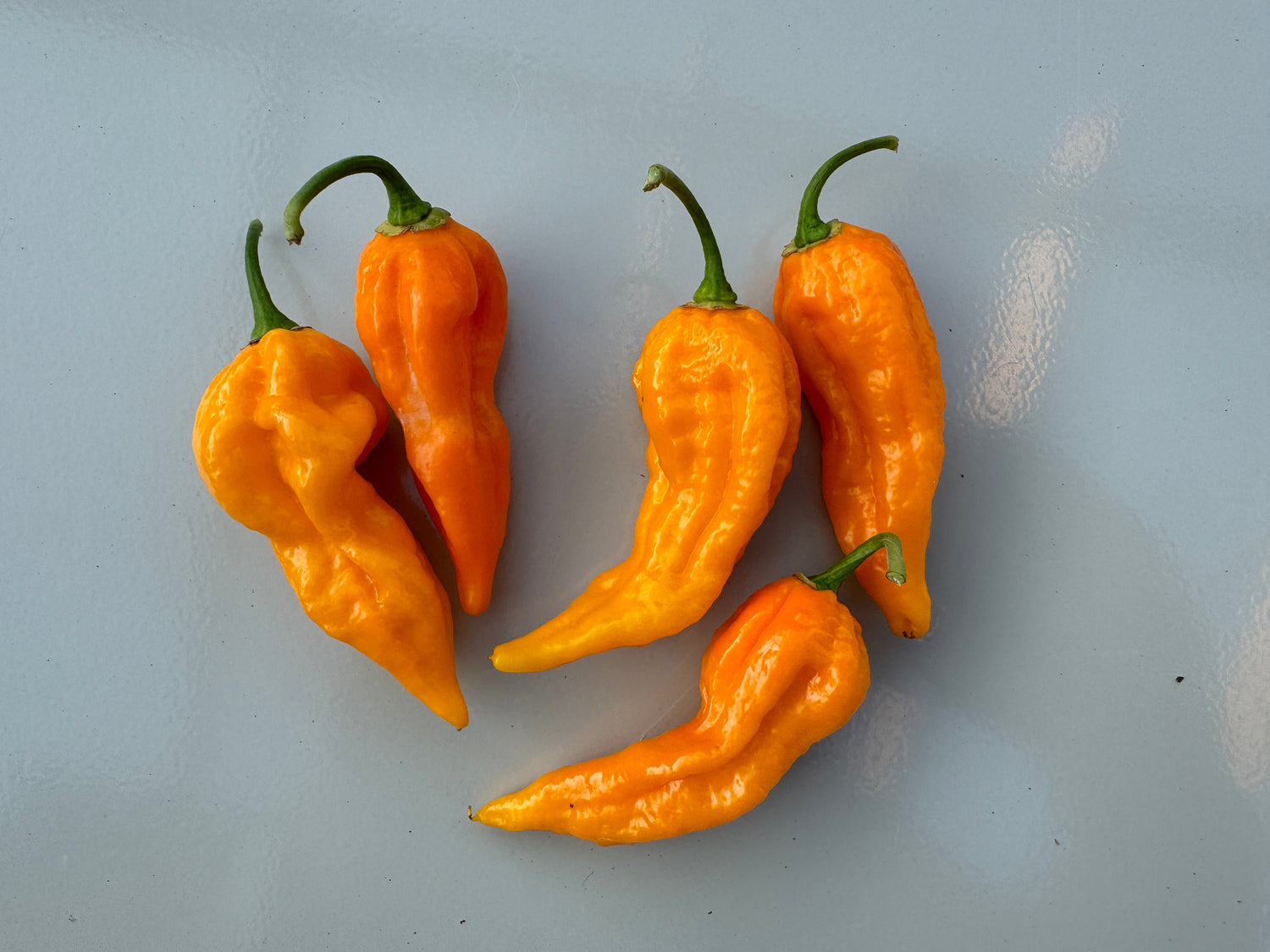 Fatalii Yellow Chilli peppers with vibrant colour, approximately 6–9 cm long, Capsicum chinense, known for intense heat and flavour.