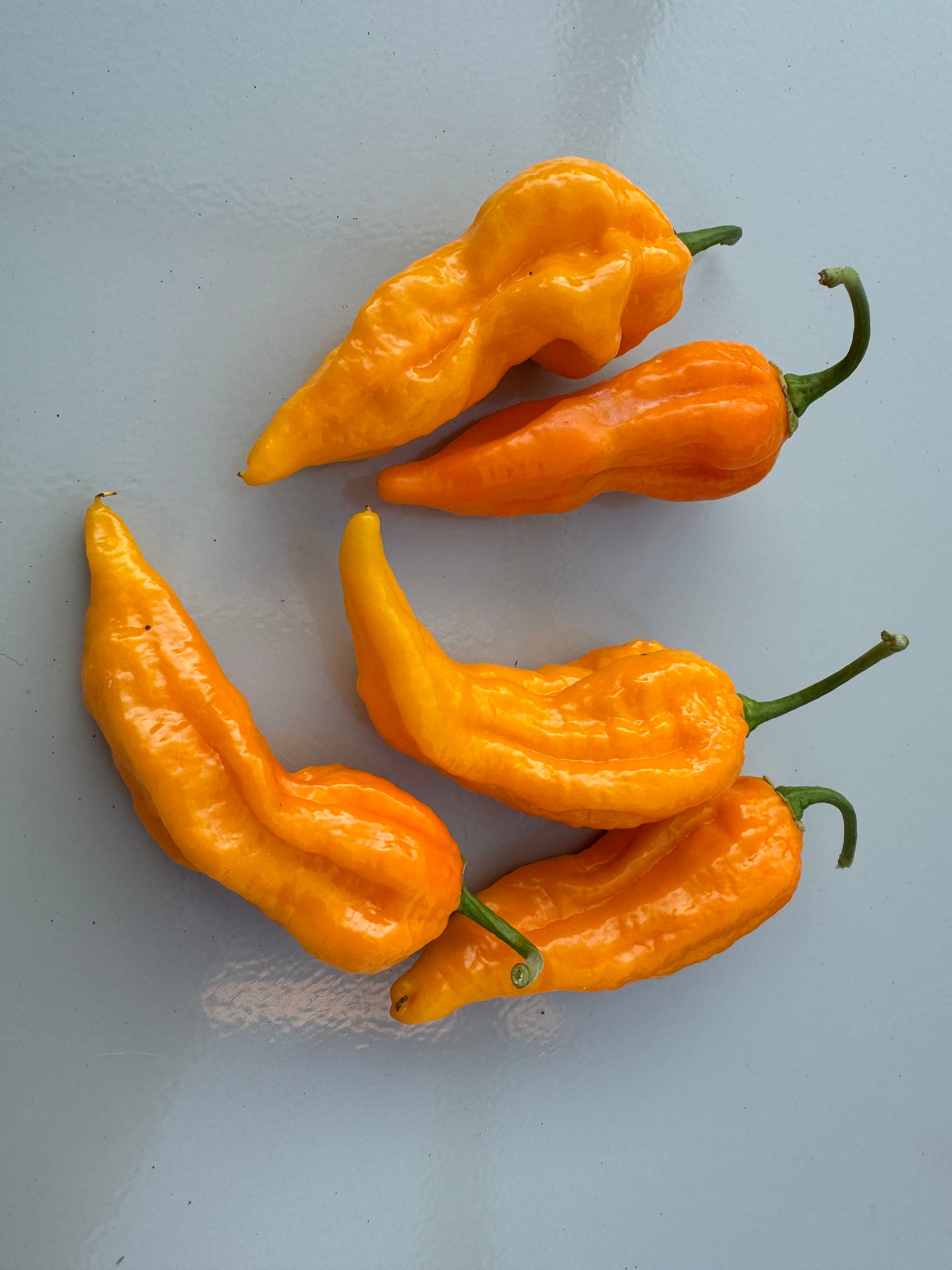 Fatalii Yellow Chilli pods, vibrant and glossy, showcasing twisted shapes and vivid colour, perfect for spicy culinary adventures.