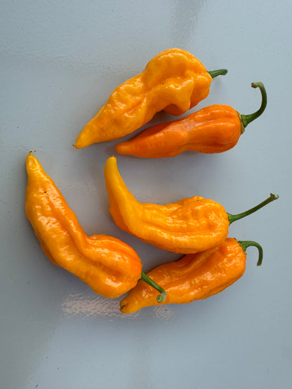 Fatalii Yellow Chilli pods, vibrant and glossy, showcasing twisted shapes and vivid colour, perfect for spicy culinary adventures.