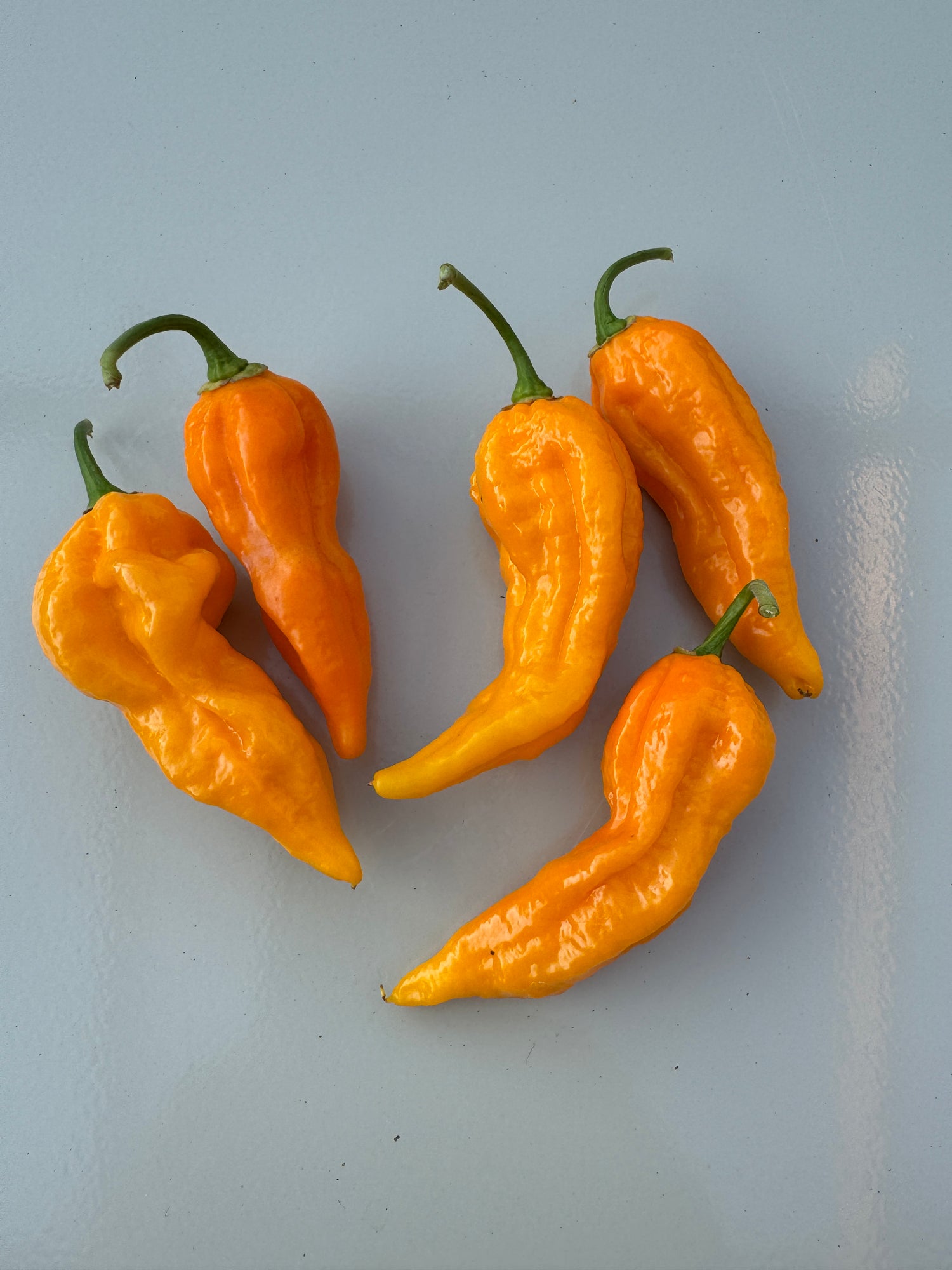 Five vibrant Fatalii Yellow Chilli peppers on a light blue background, showcasing their unique shapes and bright colour.