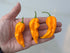 Hand holding three vibrant Fatalii Yellow Chilli peppers, showcasing their unique shape and bright colour.