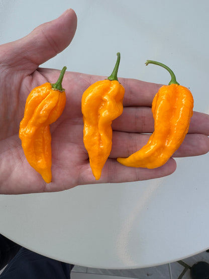 Hand holding three vibrant Fatalii Yellow Chilli peppers, showcasing their bright orange colour and unique shape.