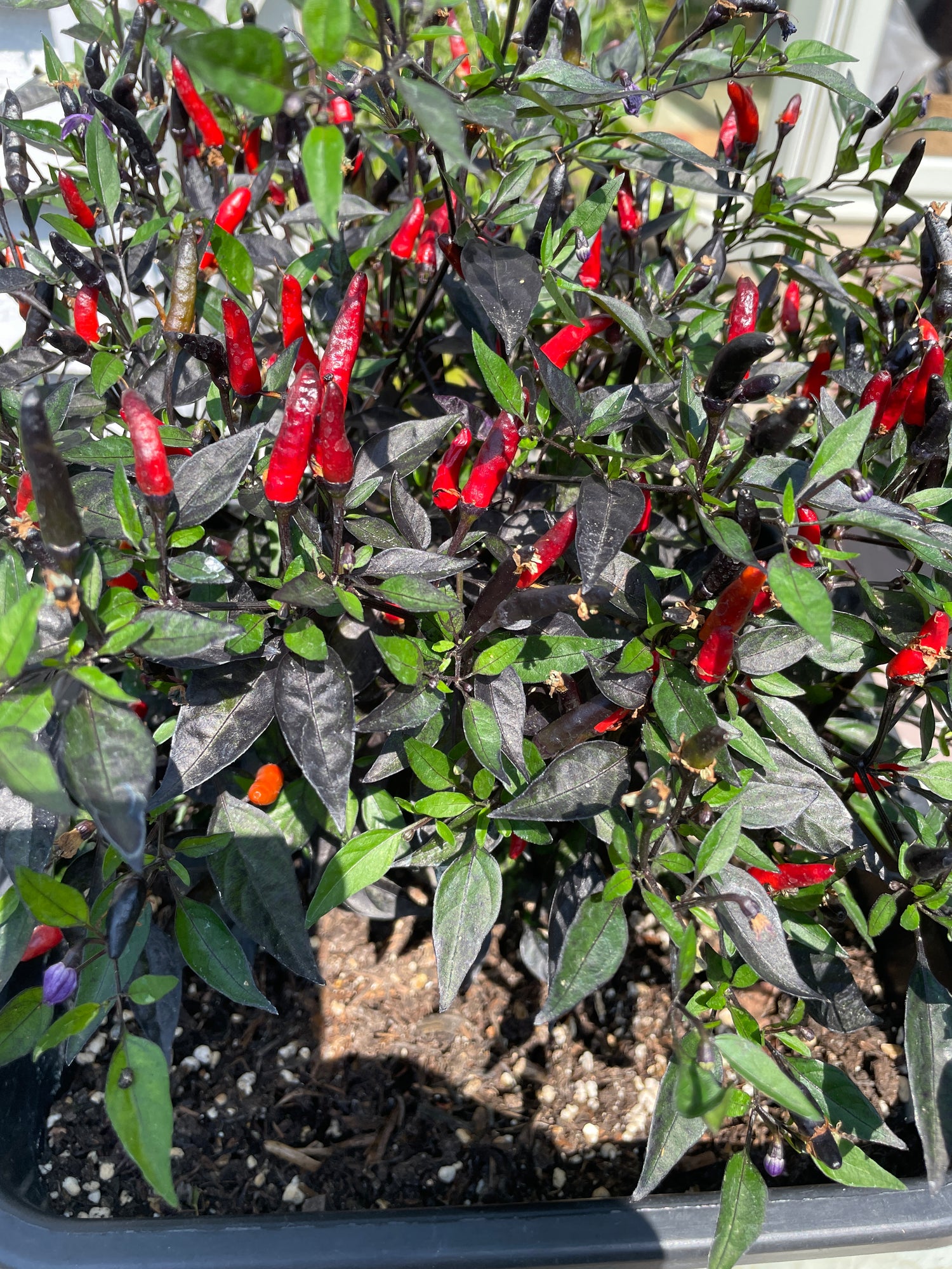 Zimbabwe Black Chilli plant with vibrant red pods growing in a pot, showcasing its prolific production and compact growth.