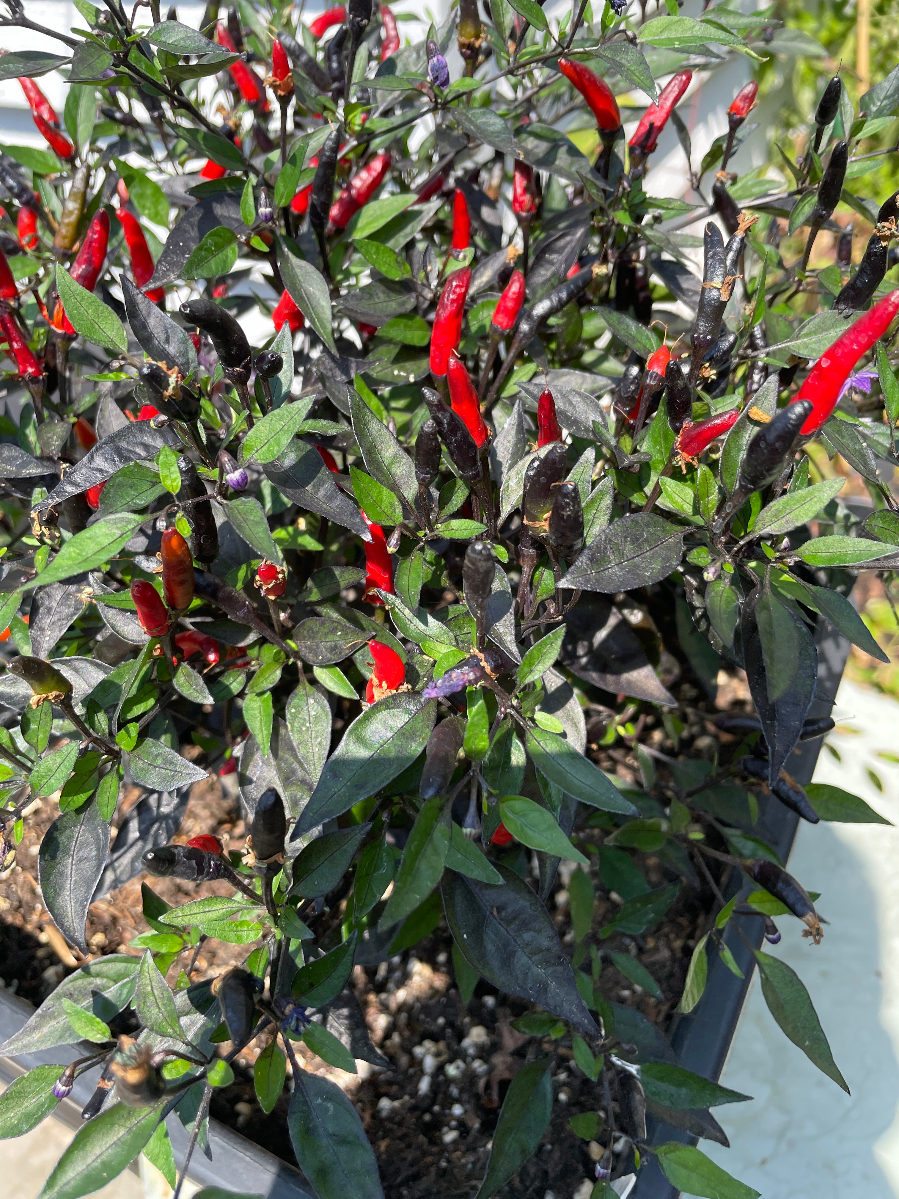 Vibrant Zimbabwe Black Chilli plant with red bullet-shaped pods and lush green leaves in a pot.