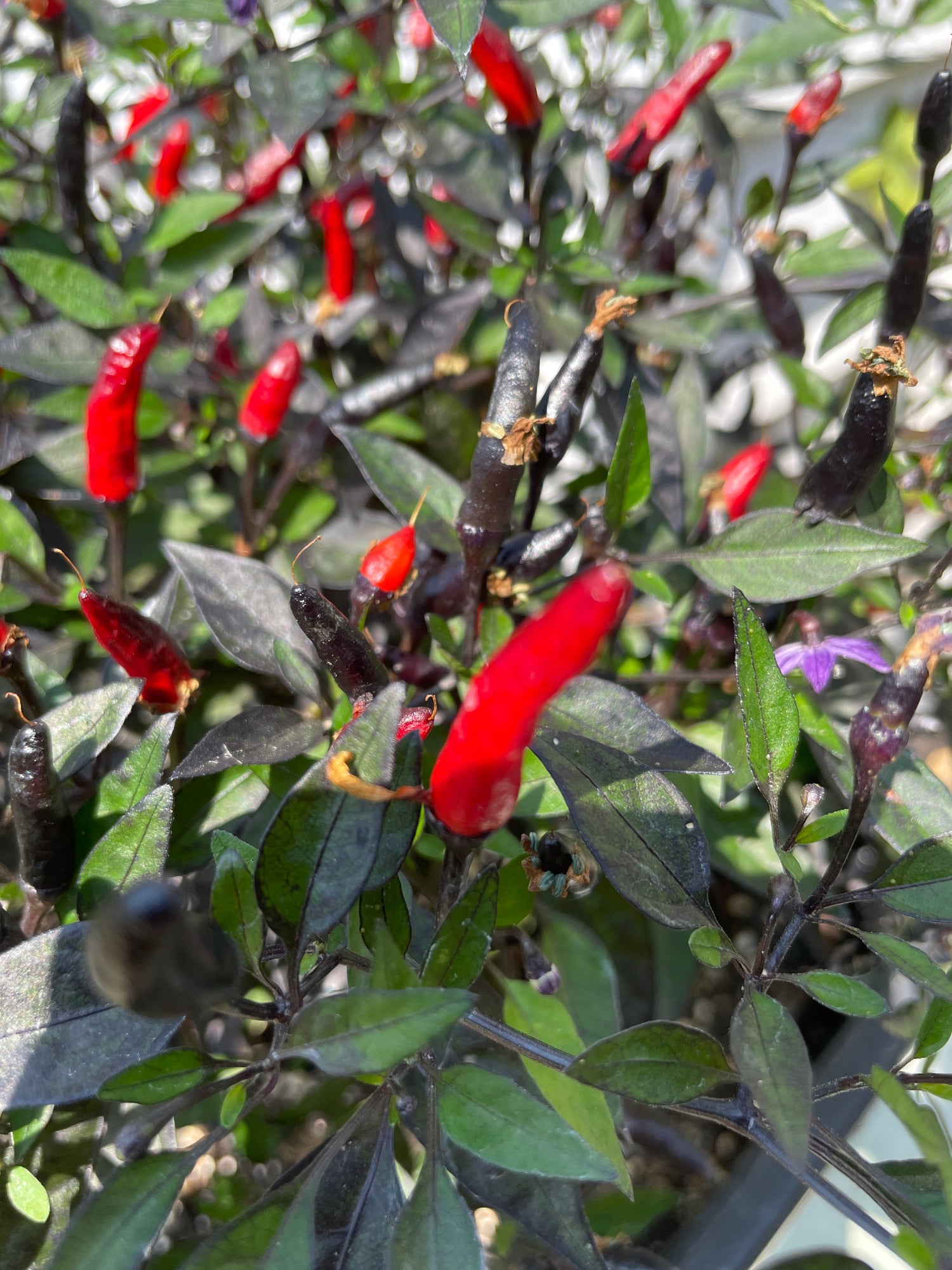 vibrant Zimbabwe Black Chilli plants with red and black pods among lush green leaves in a garden setting