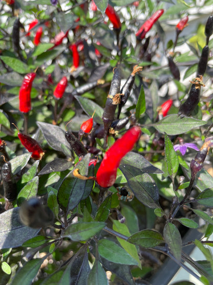 vibrant Zimbabwe Black Chilli plants with red and black pods among lush green leaves in a garden setting