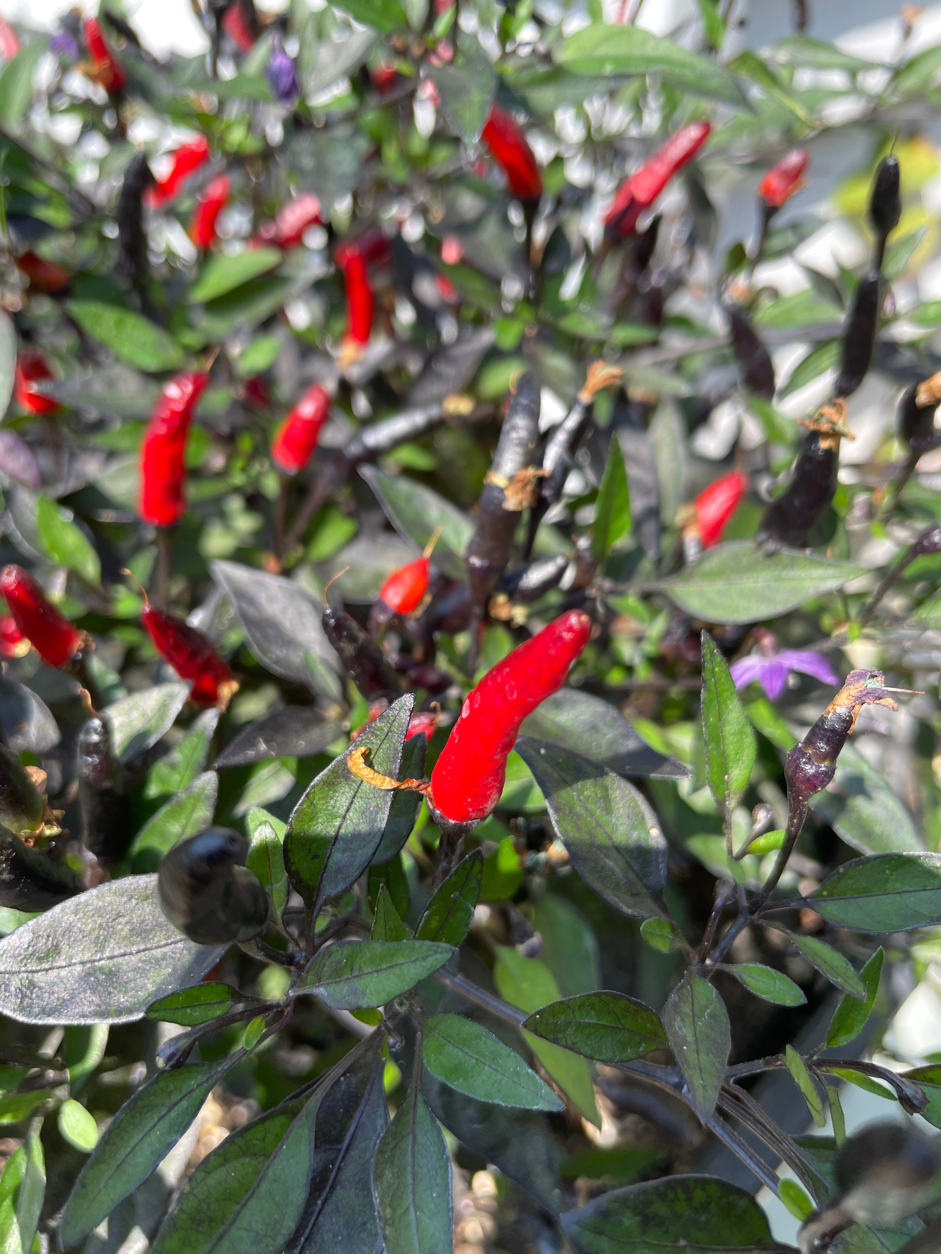 Zimbabwe Black Chilli plant featuring vibrant red bullet-shaped pods among lush green leaves.