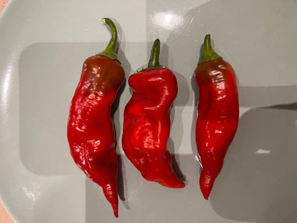 Three vibrant Aji Norteno chilies on a plate, showcasing their deep red color and distinct shape.