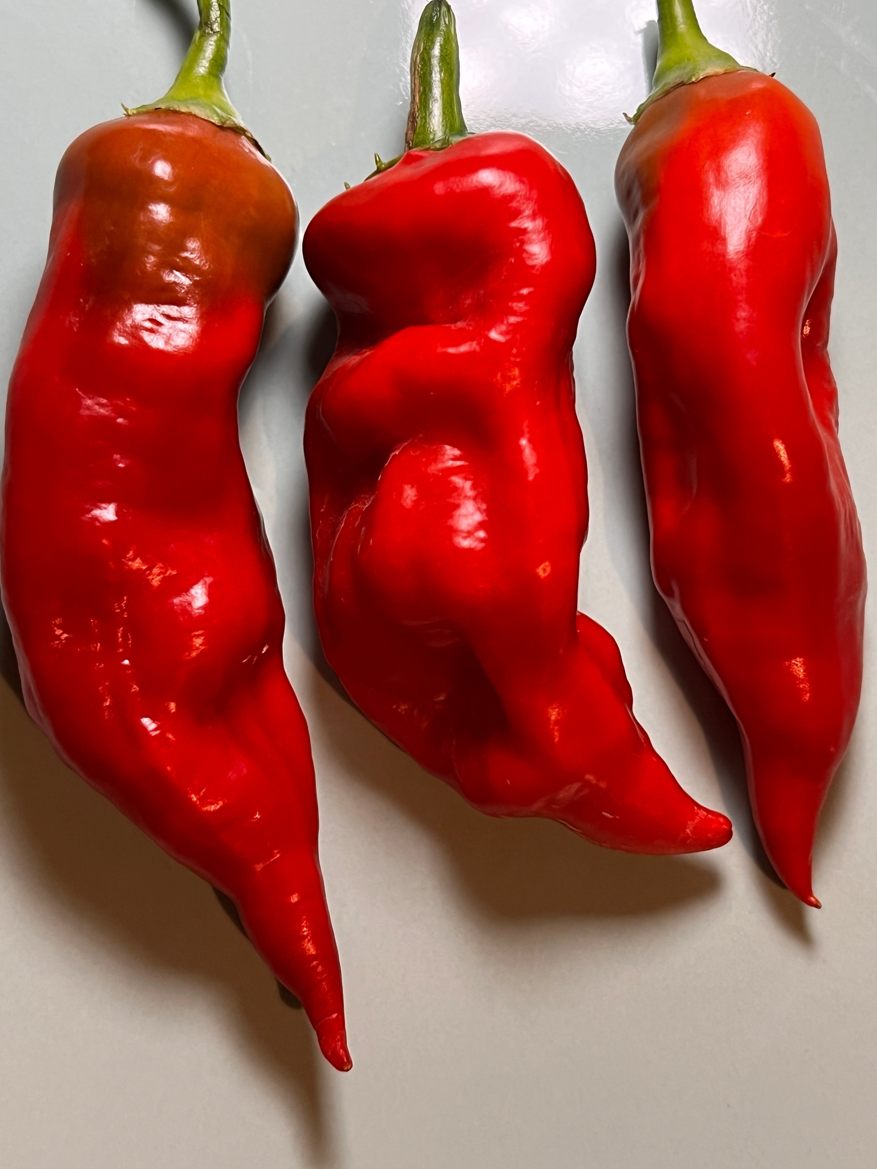 Three vibrant Aji Norteno chili peppers on a light background.