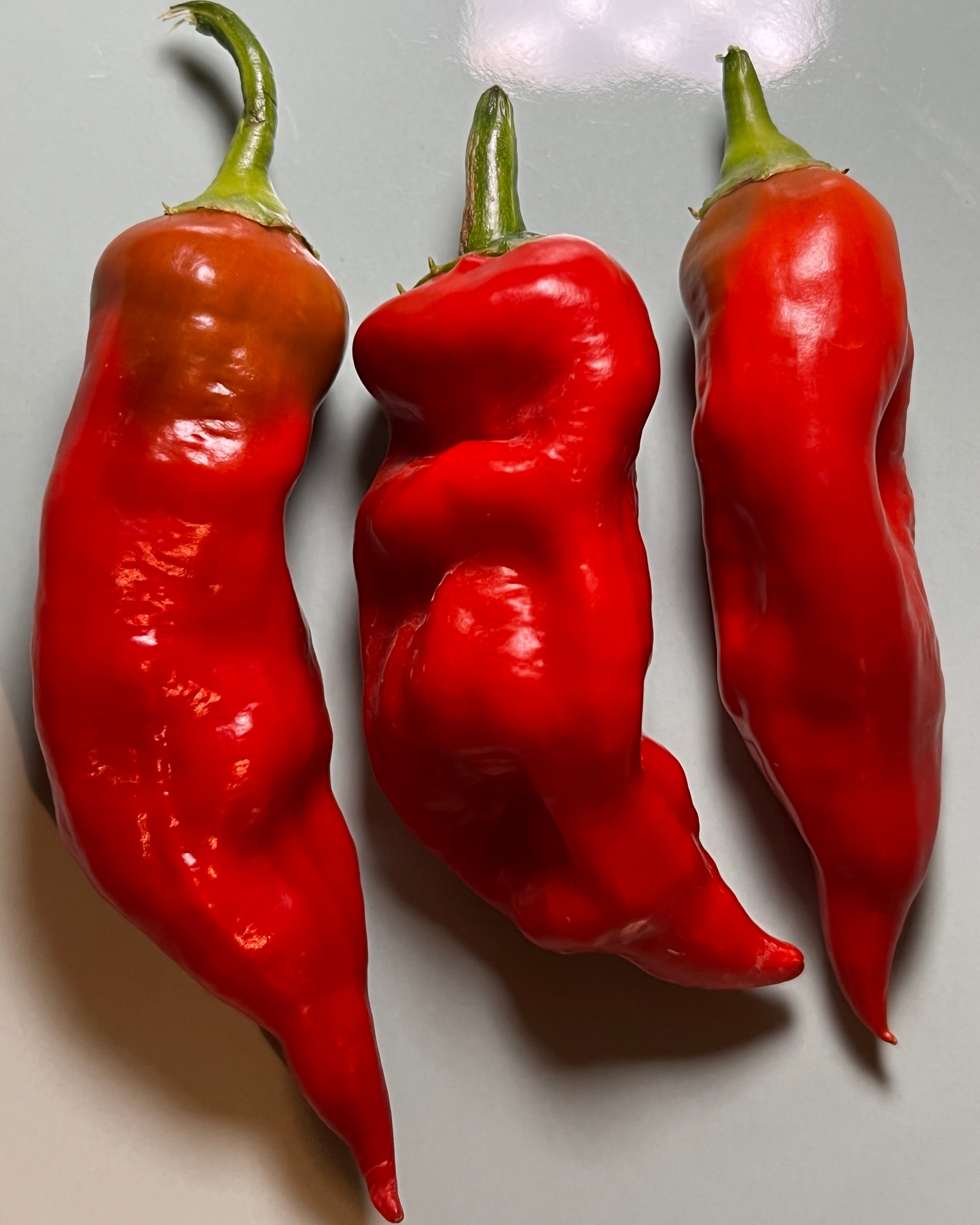 Three ripe Aji Norteno chillies on a light background, showcasing their vibrant red color and smooth texture.