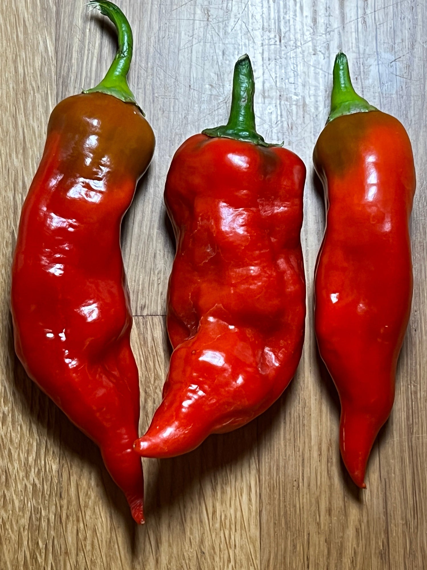 Three ripe Aji Norteno chillies on a wooden surface, showcasing their vibrant red color and distinctive shape.