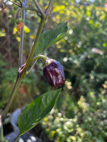 Black Scorpion Tongue Chilli plant with small dark pod and green leaves in a garden setting.