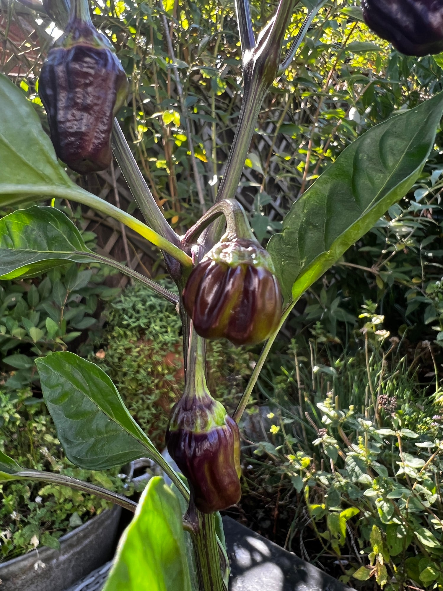 Black Scorpion Tongue Chilli plant with small dark pods growing in a garden.