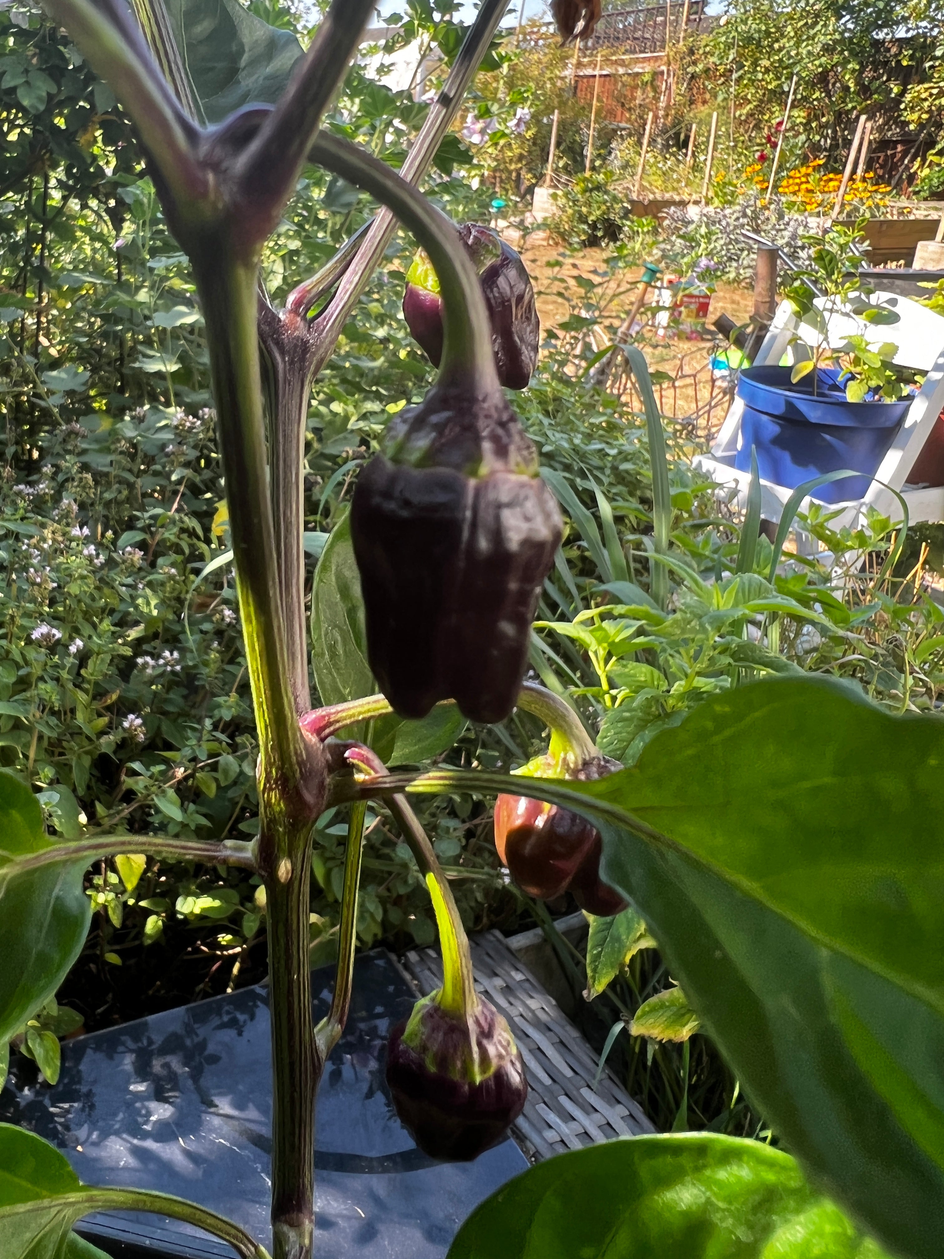 Black Scorpion Tongue chilli plant growing in garden, showcasing small dark pods and lush green leaves.