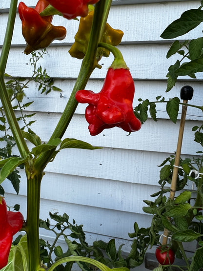 Bishops Crown Chilli plant with unique three-sided red pods growing in a garden.