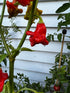 Bishops Crown Chilli plant with unique three-sided red pods growing in a garden.