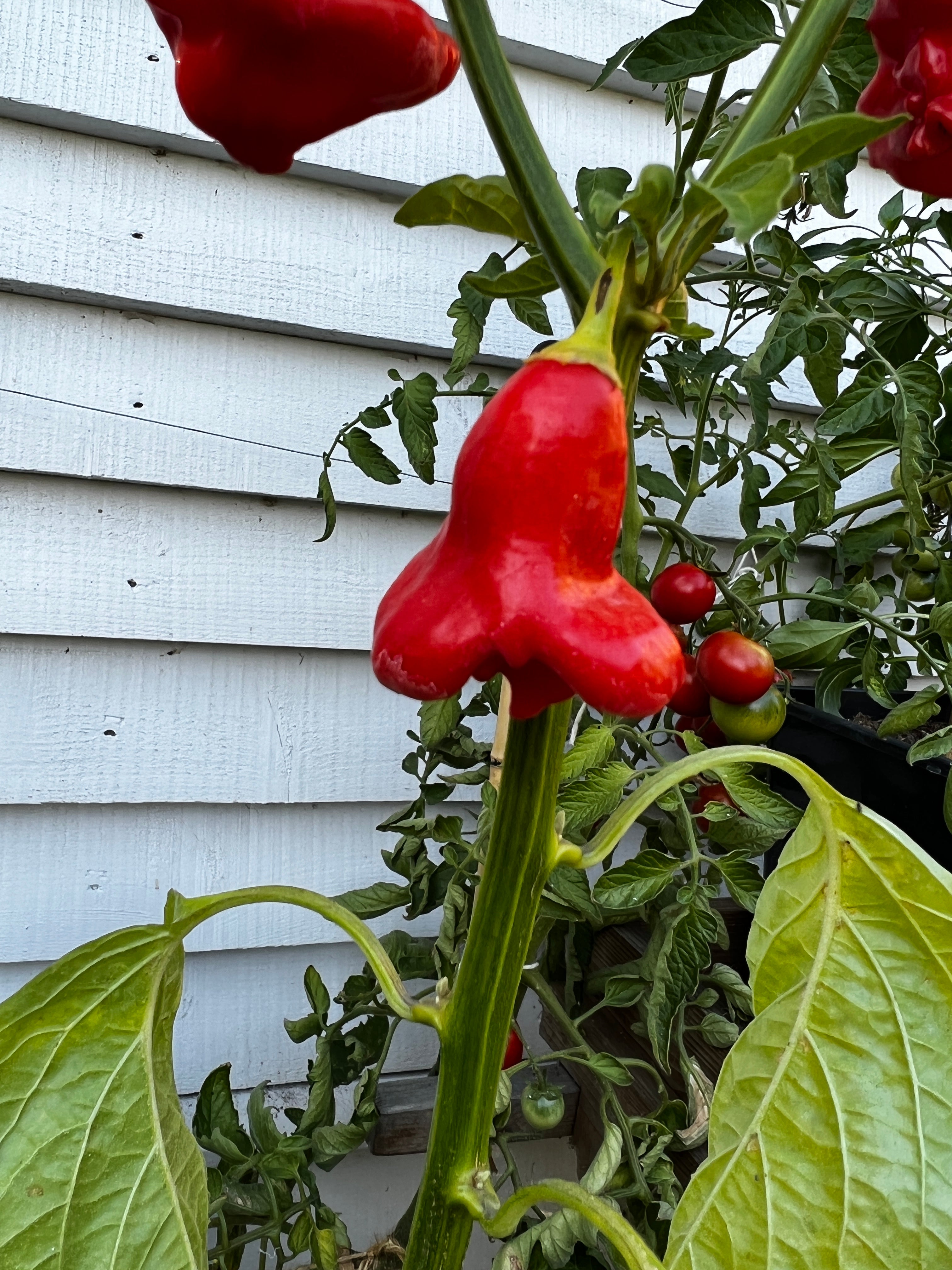 Bishops Crown Chilli plant with red, three-sided pods resembling a bishop’s crown, growing against a white wall.