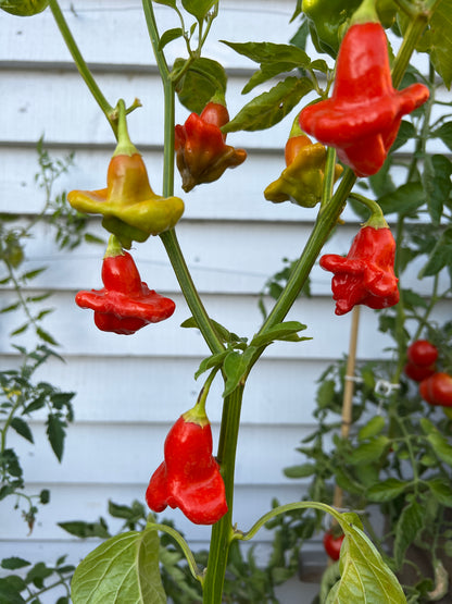 Bishops Crown Chilli plant with vibrant red and green three-sided pods resembling a bishop’s crown in a garden setting.