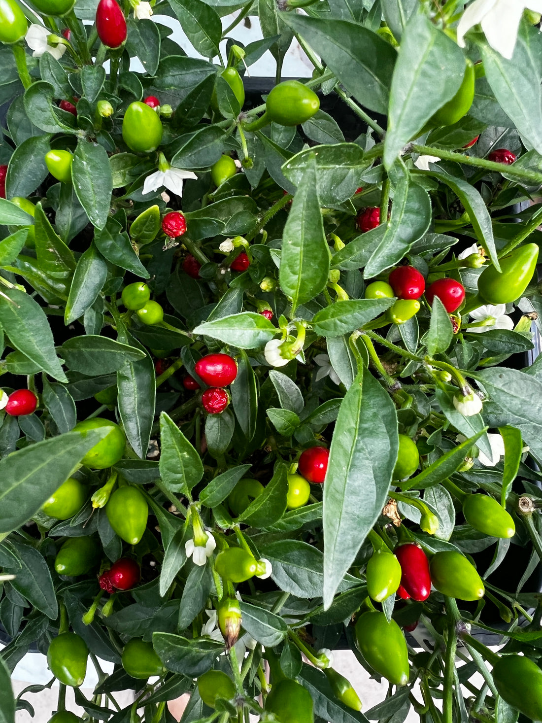 Lush green plant with red and green Birds Eye baby chilli peppers, showcasing vibrant colors and healthy foliage.