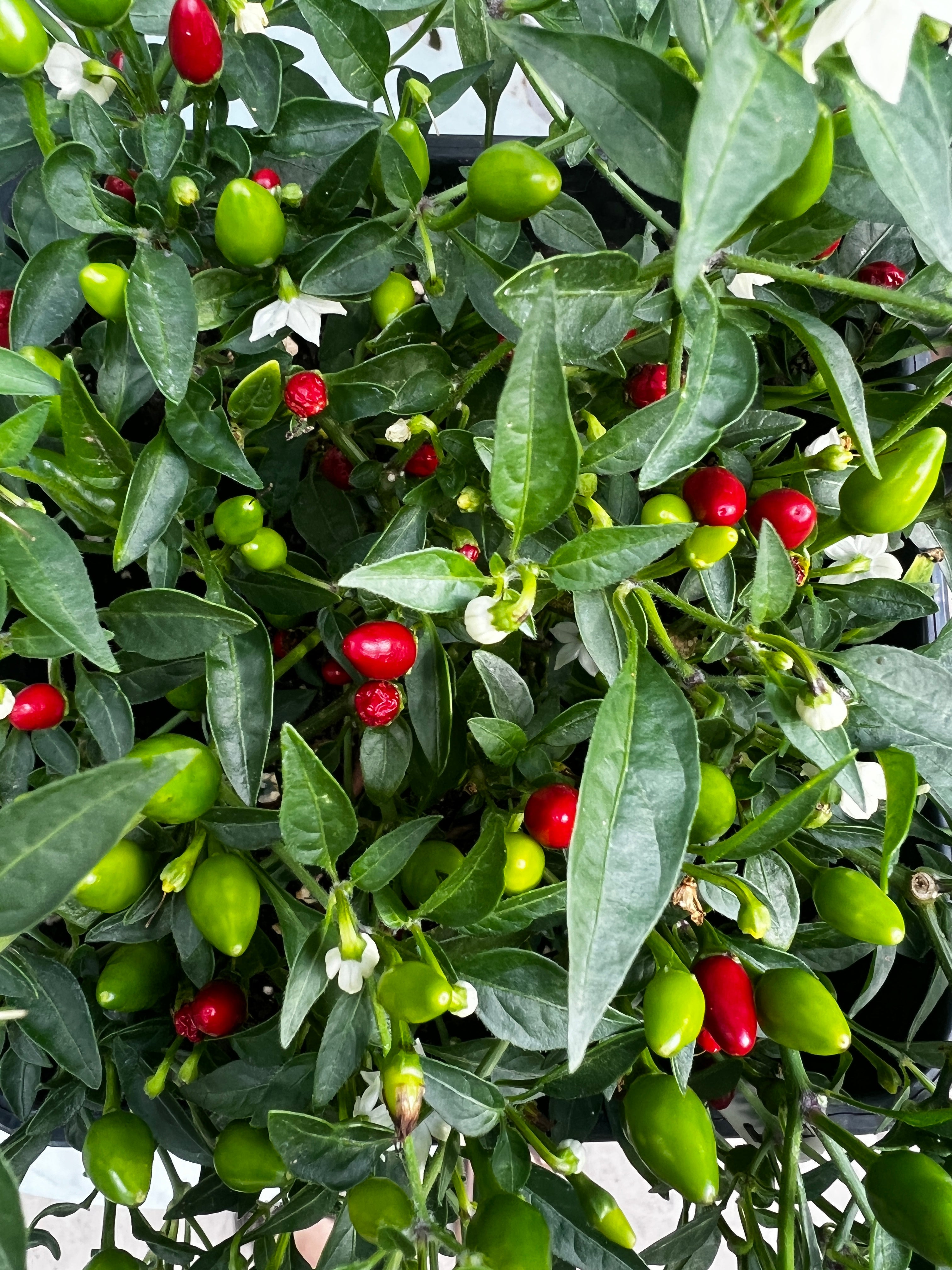 Lush green plant with red and green Birds Eye baby chilli peppers, showcasing vibrant colors and healthy foliage.