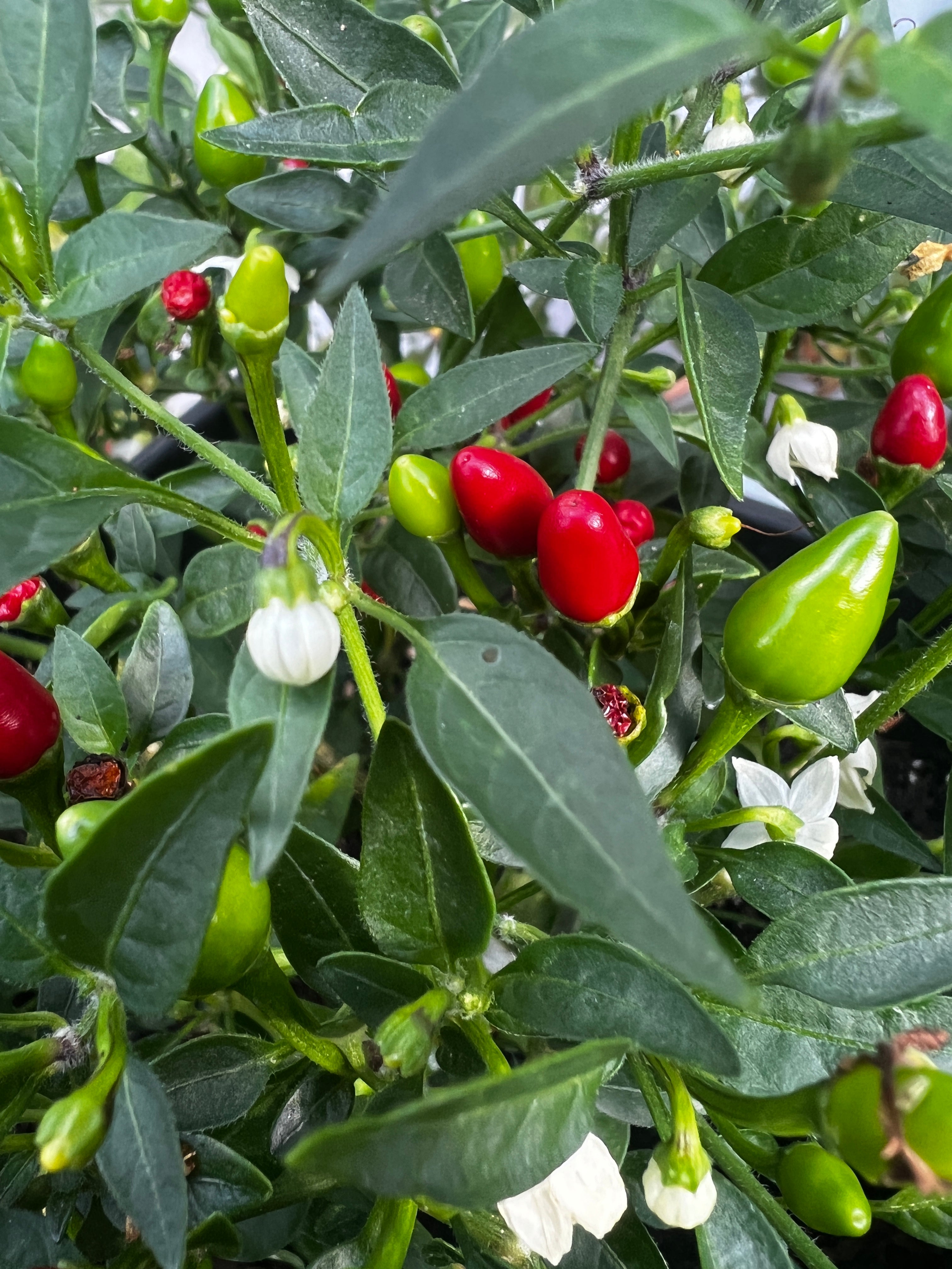 Vibrant Birds Eye baby chillies in various stages of ripeness on a pepper plant, showcasing green and red pods.