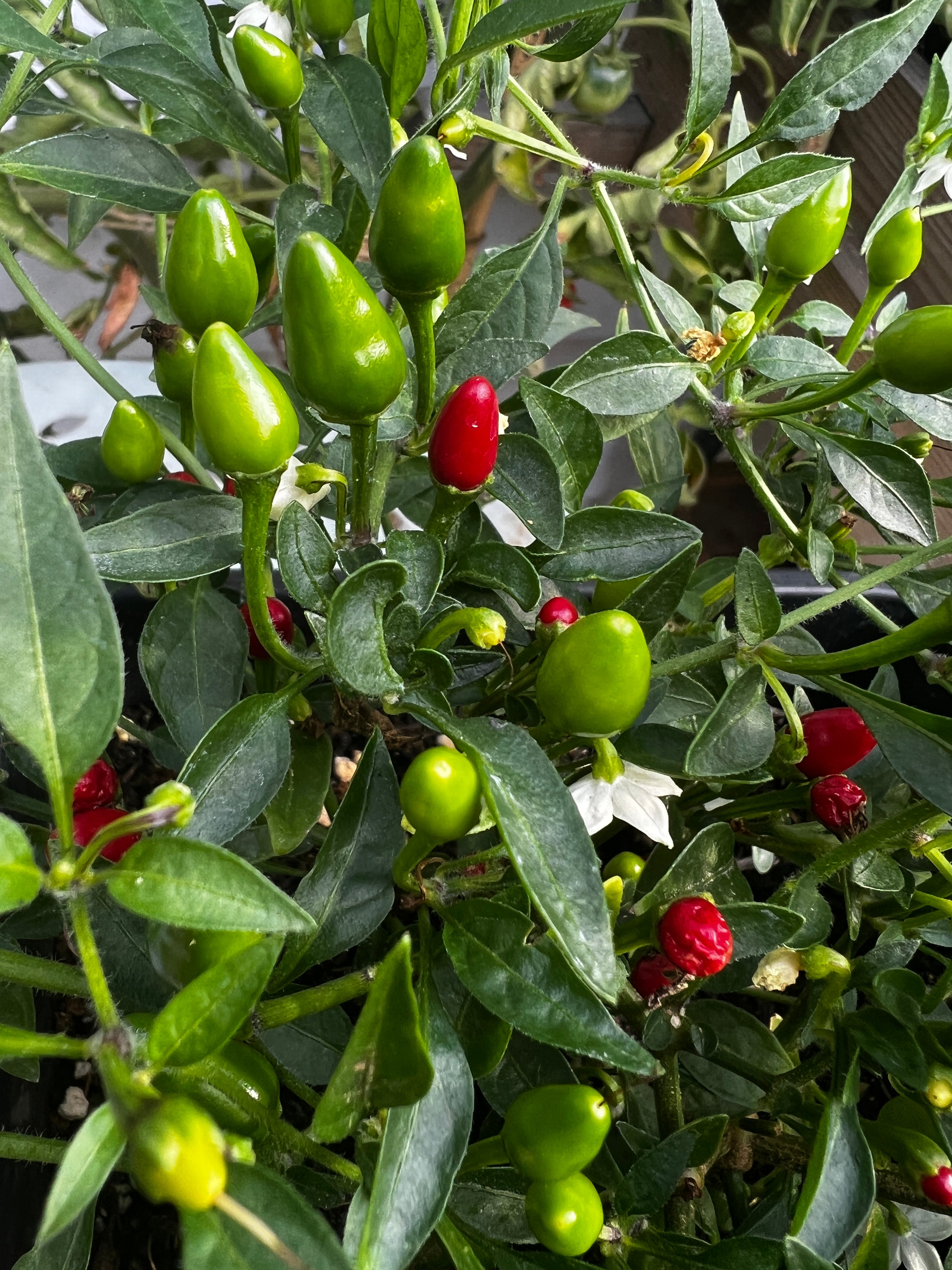 Vibrant Birds Eye Baby Chillies with green and red pods growing on a lush plant in a garden setting.