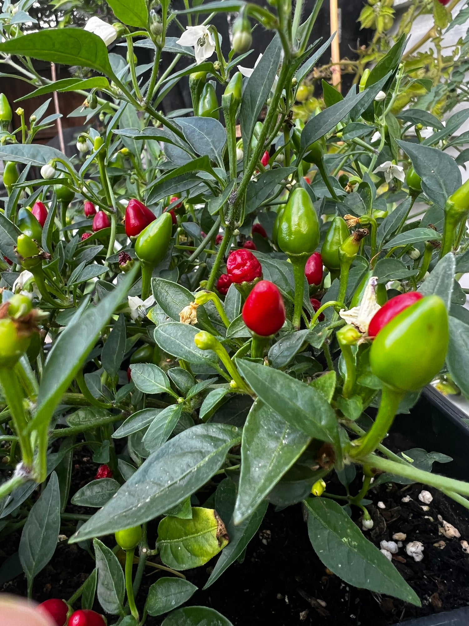 Vibrant Birds Eye baby chili plants with green and red pods growing in a garden setting. Ideal for spice lovers.