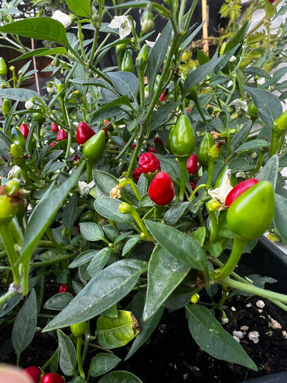 Vibrant Birds Eye baby chili plants with green and red pods growing in a garden setting. Ideal for spice lovers.