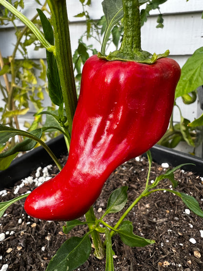 Bright red Santa Domingo Pueblo chili pepper growing on the plant, showcasing its unique shape and vibrant color.